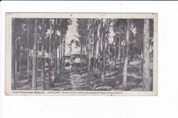 ABYSSINIE - Avenue D' EUCALYPTUS (Consulat De France, Addis-Abbaba) - Äthiopien