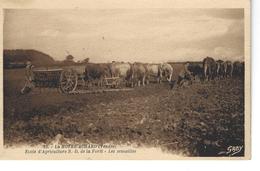 85 - LA MOTHE ACHARD - T.Belle Vue Animée De L'Ecole D'Agriculture N.D. De La Forêt - Les Semailles -  Boeufs Au Labour - La Mothe Achard