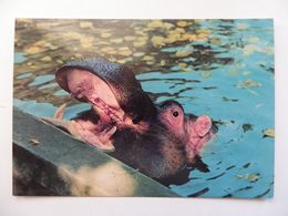 ZOO Warsaw / Hippo /   Polish Postcard 1969 Year - Hippopotames