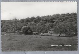 NL.- MARGRATEN. Landschap. Koeien. - Margraten