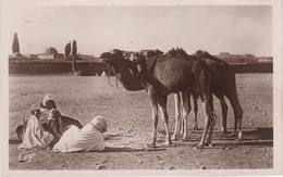 AK Scènes Types Les Chameaux Desert Bédouine Nomade Arabe Arab Arabien Afrique Africa Afrika Vintage Egypte Algerie ? - Afrique