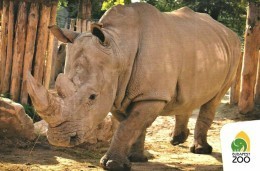 RHINOCEROS * RHINO * ANIMAL * ZOO & BOTANICAL GARDEN * Budapest Zoo 15 17 * Hungary - Neushoorn