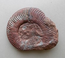 - Ammonite Fossilisée. 255g - - Fossiles