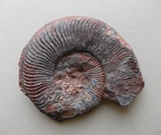 - Ammonite Fossilisée. 207g - - Fossielen