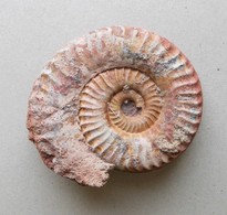 - Ammonite Fossilisée. 93g - - Fossielen