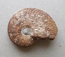 - Ammonite Fossilisée. 9g - - Fossielen