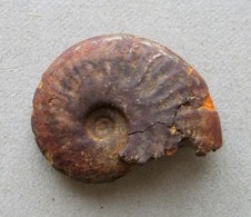 - Ammonite Fossilisée. 4g - - Fossielen