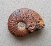 - Ammonite Fossilisée. 4g - - Fossils