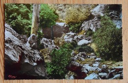 Delcampe - Blida - Médéa (Alger) - Le Ruisseau Des Singes - CPSM Format CPA Colorisée - (n°14520) - Blida