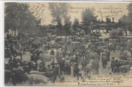 44 MACHECOUL . Le Champ De Foire ,  Boeufs , édit : Dugas Nantes  , écrite  , état Extra - Machecoul