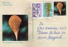 Croatia  Postal Stationery Postcard - Pinna Nobilis - Trogir Postmark 1998 - Motive Shells - Croacia