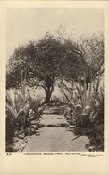 Southern Rhodesia, BULAWAYO, Lobengula's Indaba Tree (1920s) RPPC - Zimbabwe