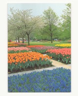 PAYS BAS KEUKENHOF LISSE HOLLAND - Lisse