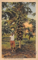 ¤¤  -  PHILIPPINES   -  Papaya Tree With Fruit   -  ¤¤ - Philippines