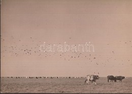 Cca 1920-1930 Kerny István (1879-1963): Madarak Vonulása A Hortobágy Felett, Pecséttel Jelzett, Feliratozott Vintage Fot - Autres & Non Classés