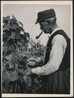 Cca 1952 Béres A Szőlőben, Vintage Szociofotó Jelzés Nélkül, Kotnyek Antal (1921-1990) Fotóriporter Hagyatékából, 24x18  - Altri & Non Classificati