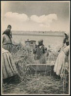 Cca 1940-1950 Nádaratás A Fertőn, Fotó, Hátulján Feliratozva, 23,5×17,5 Cm - Andere & Zonder Classificatie