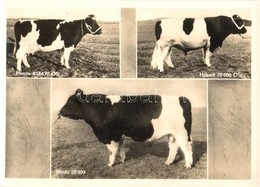 ** 5 Db MODERN Használatlan Motívumlap Szarvasmarhákkal / 5 Modern Unused Motive Postcards With Cattle - Non Classés