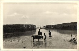 ** T1 Balaton, Nádas, Szarvasmarha Mosdatása - Ohne Zuordnung