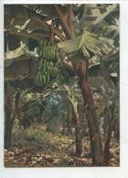 Bananier - Bananiers - Banana Trees - Bananen Staude (banane) - Saint Barthelemy