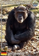 637 ZOO Straubing, DE - Common Chimpanzee (Pan Troglodytes) - Straubing