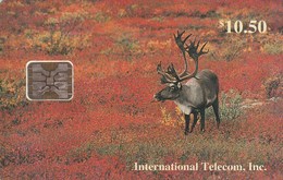 Alaska - Bull Caribou In Fall - Denali National Park - Otros – América