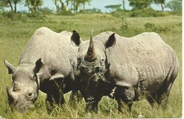 (A) : East Africa's Wild Life - Rhinocéros