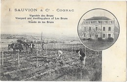 COGNAC (16) Sauvion Et Co Vignoble Des Bruns Travail De La Vigne - Cognac