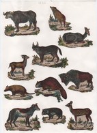 Découpages/ Gravures D'Animaux/ Colorisés/ Encollés/ Vers 1850-1880  JE221 - Sonstige & Ohne Zuordnung