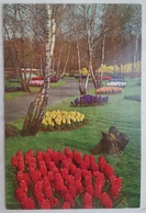 KEUKENHOF LISSE HOLLAND Flowers Tulipani Tulip  Nv - Lisse