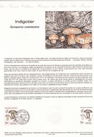 Document De La Poste, Champignon Bolet Indigotier Champignons Mushroom Setas Pilze - Funghi