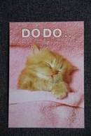 Chaton : DODO - Cats