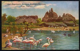 C3283 - Carl Hagenbeck Tierpark Zoo - Stelling Hamburg - J. Popp ??? - Flamingo - Stellingen