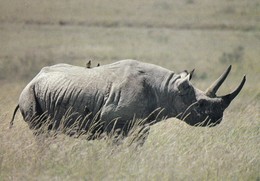 Rhinoceros - Rhinocéros - Neushoorn - Nashorn - Rinoceronte - WWF Panda Logo - Rhinocéros