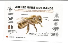 ABEILLE NOIRE NORMANDE - Insetti