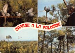 Chasse A La Palombe Sur Les Hautes Cimes Des Pins Arrive Octobre Avec Ses Ciels D Un Bleu Leger 6(scan Recto-verso)MA600 - Autres Communes