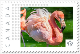 PINK FLAMINGO = Exotic Bird = Picture Postage MNH-VF Canada 2019 [p19-02sn22] - Flamingo's