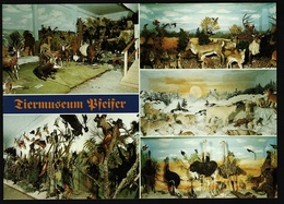 Tiermuseum Pfeifer  -  Regenhütte / Bayer. Wald  -  Ansichtskarte Ca.1980     (9975) - Regen