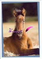 Image Autocollant PANINI Horse Les CHEVAUX Une Aventure Incroyable 10/208 - Other & Unclassified