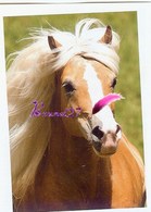 Image Autocollant PANINI Horse Les CHEVAUX Une Aventure Incroyable 201/208 - Altri & Non Classificati