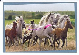 Image Autocollant PANINI Horse Les CHEVAUX Une Aventure Incroyable 107/208 - Sonstige & Ohne Zuordnung