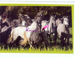 Image Autocollant PANINI Horse Les CHEVAUX Une Aventure Incroyable 20/208 - Sonstige & Ohne Zuordnung