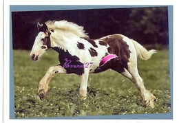 Image Autocollant PANINI Horse Les CHEVAUX Une Aventure Incroyable 159/208 - Other & Unclassified