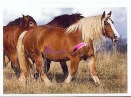 Image Autocollant PANINI Horse Les CHEVAUX Une Aventure Incroyable 118/208 - Other & Unclassified