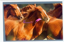 Image Autocollant PANINI Horse Les CHEVAUX Une Aventure Incroyable 112/208 - Sonstige & Ohne Zuordnung