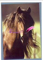 Image Autocollant PANINI Horse Les CHEVAUX Une Aventure Incroyable 79/208 - Other & Unclassified