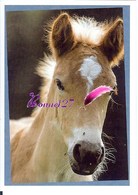 Image Autocollant PANINI Horse Les CHEVAUX Une Aventure Incroyable 8/208 - Other & Unclassified