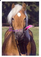 Image Autocollant PANINI Horse Les CHEVAUX Une Aventure Incroyable 121/208 - Other & Unclassified