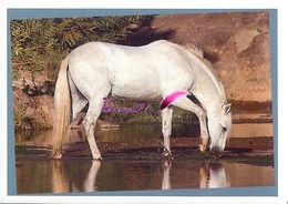 Image Autocollant PANINI Horse Les CHEVAUX Une Aventure Incroyable 130/208 - Sonstige & Ohne Zuordnung