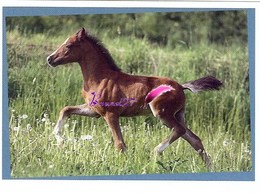 Image Autocollant PANINI Horse Les CHEVAUX Une Aventure Incroyable 9/208 - Altri & Non Classificati